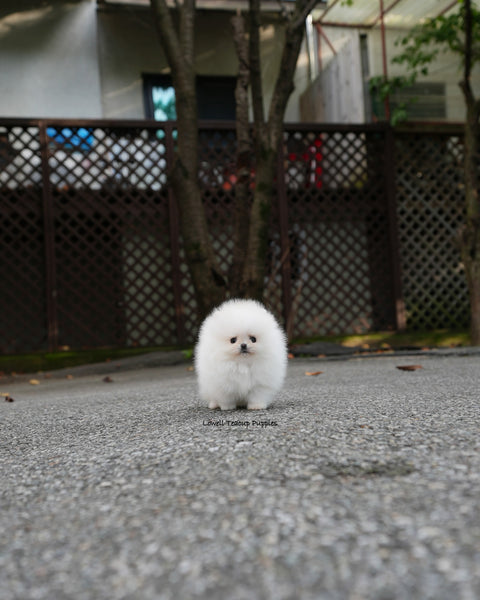 Teacup Pomeranian Female [Nora]