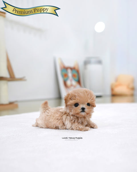 Teacup Maltipoo Male [Orin]