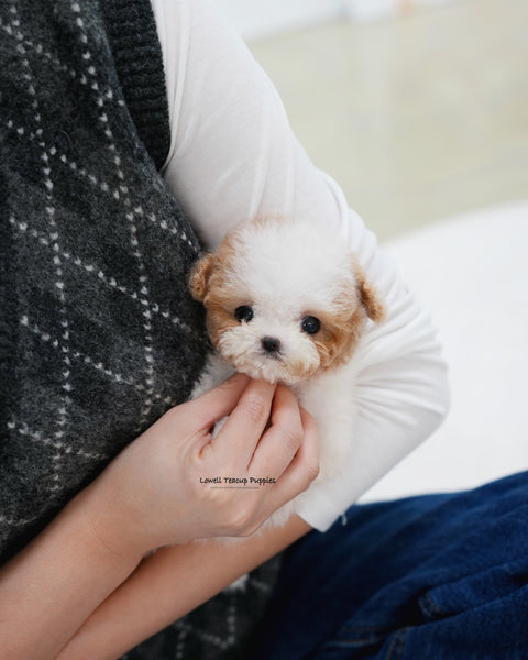 Teacup Maltipoo Female [Apple]