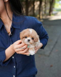 Teacup Maltipoo Male [Zeke]