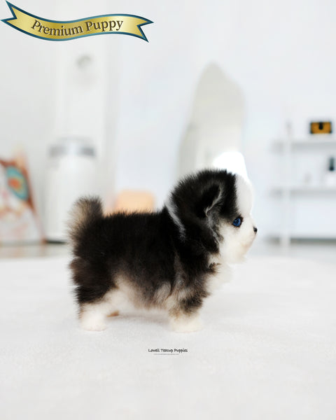 Mini Pomsky Male [Chopa]