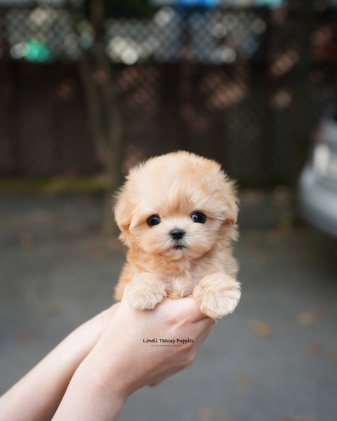 Teacup Maltipoo Female [Evie]
