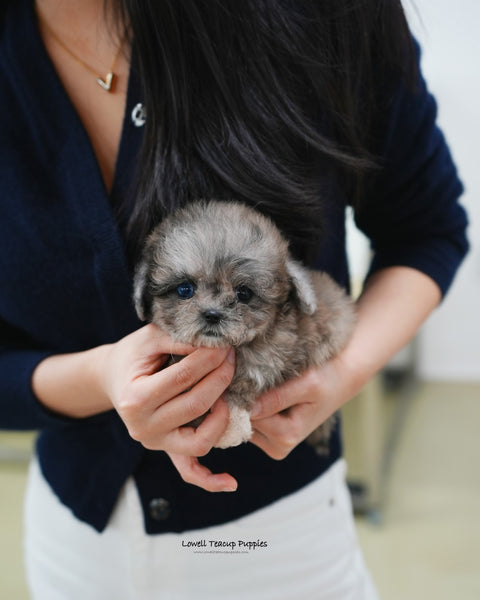 Teacup Maltipoo Female [Marine]