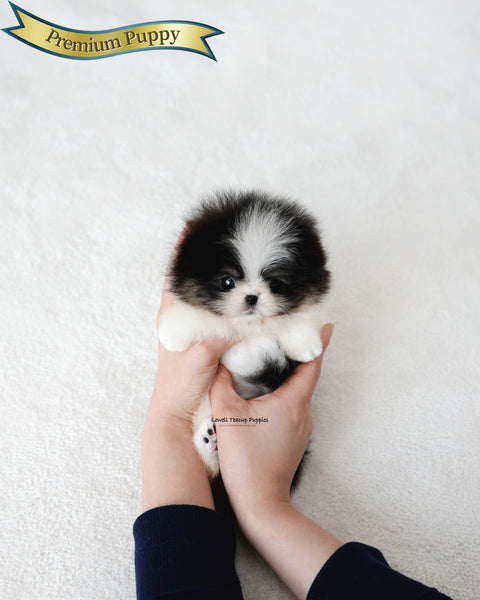 Teacup Pomeranian Female [Sage]
