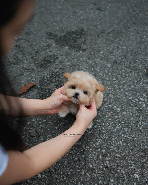 Teacup Maltipoo Male [Paco]