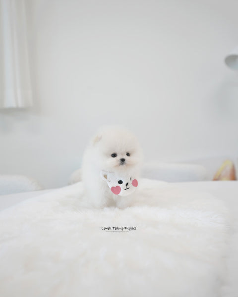 Teacup Pomeranian Female [Emily]