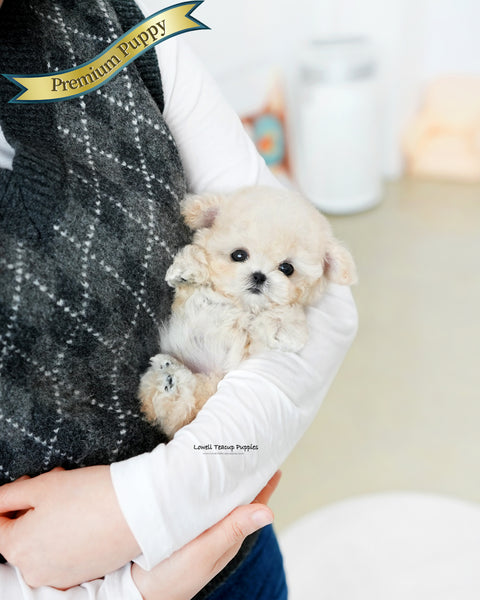 Teacup Poodle Female [Mochi]
