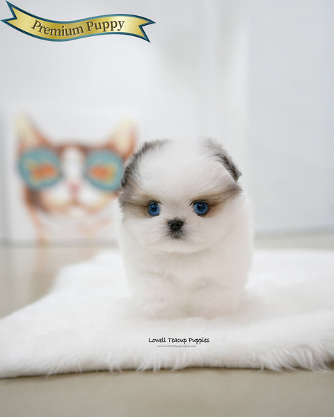 Teacup Maltipom Male [Star]