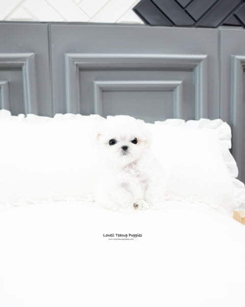Teacup Maltese Male [Snow]
