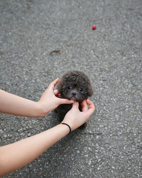 Teacup Poodle Female [Ivy]