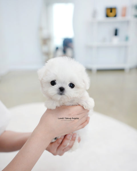 Teacup Maltese Female [Tiki]