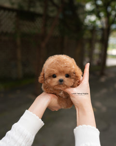 Teacup Poodle Male [Orin]