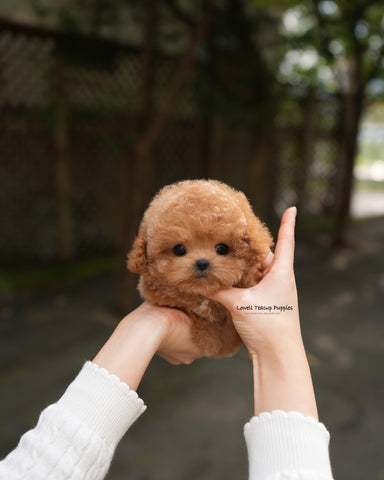 Teacup Poodle Male [Orin]