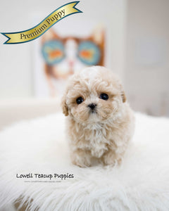 Teacup Maltipoo Male [Loewe]