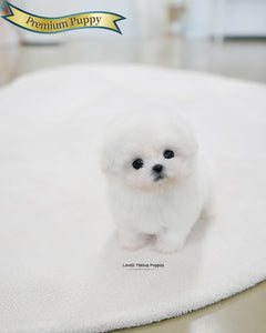 Teacup Bichon Frise Female [Celine]