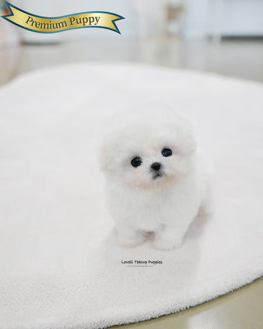 Teacup Bichon Frise Female [Celine]