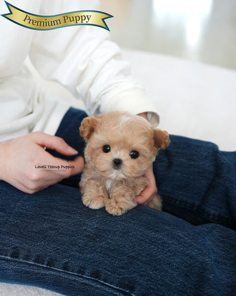 Teacup Maltipoo Male [Manon]
