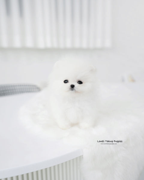 Teacup Pomeranian Male [Tom]