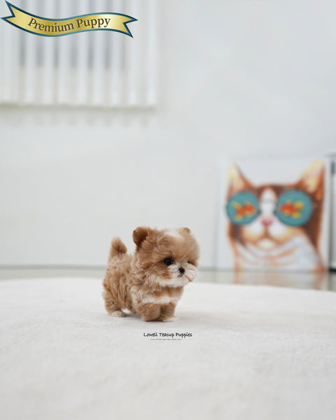 Teacup Maltipoo Male [Mickey]