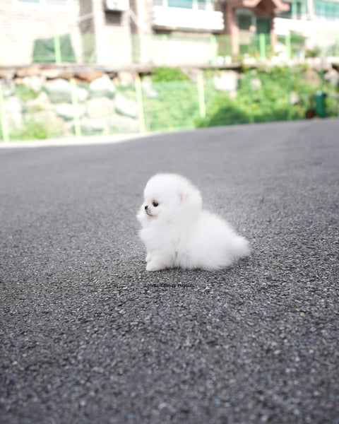 Teacup Pomeranian Male [Lolly]