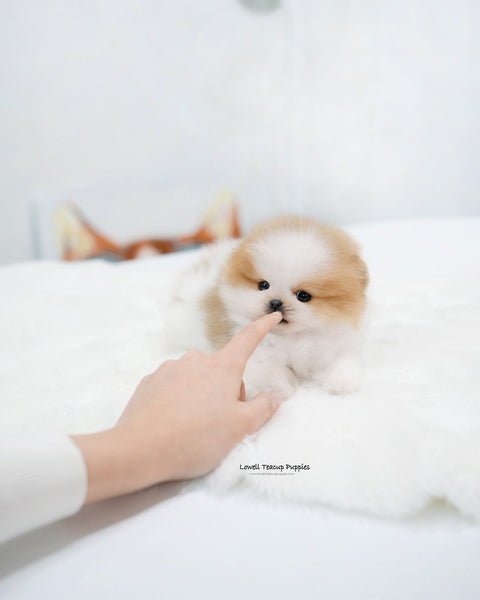 Teacup Pomeranian Female [Celine]