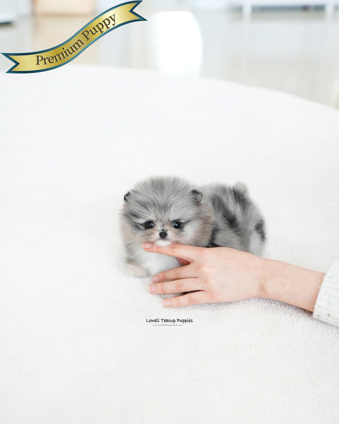 Teacup Pomeranian Male [Dewey]