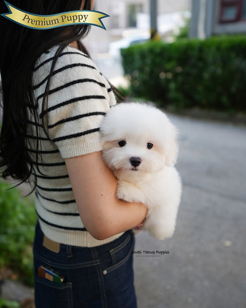 Mini Coton de Tulear Male [Papou]