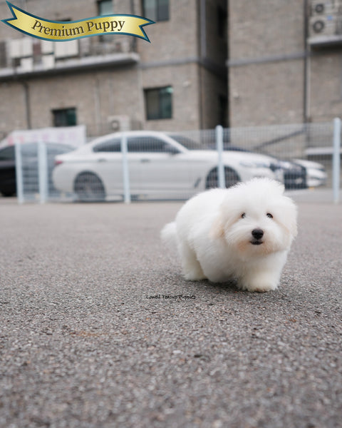 Mini Coton de Tulear Male [Dubu]