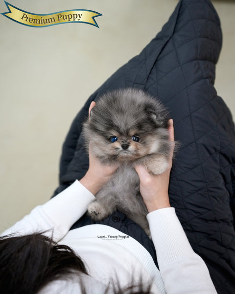 Teacup Pomeranian Male [Moon]