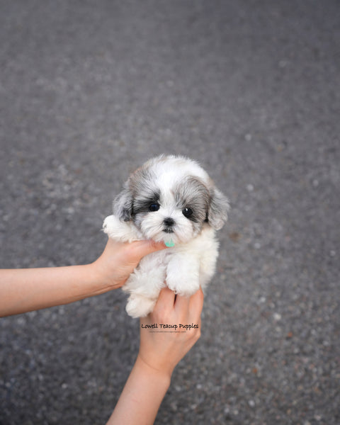 Teacup Maltipoo Female [Sugar]