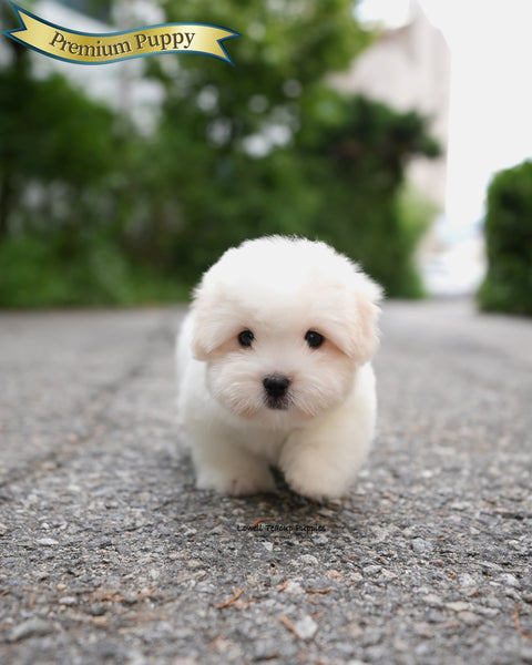 Mini Coton de Tulear Male [Goofy]
