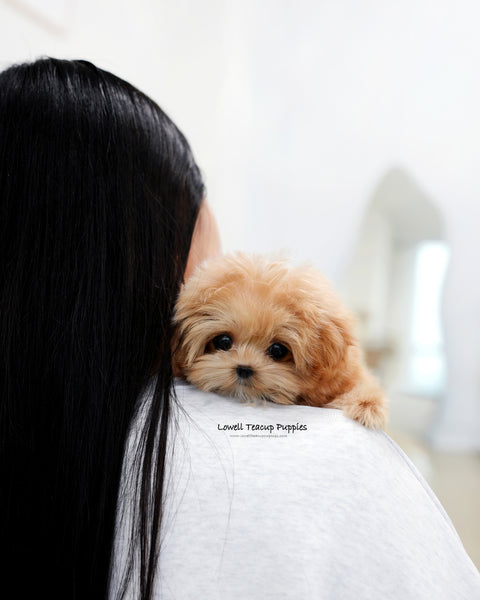 Teacup Maltipoo Female [Ringo]