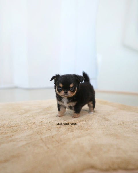 Teacup long hair Chihuahua Female [Dotty]
