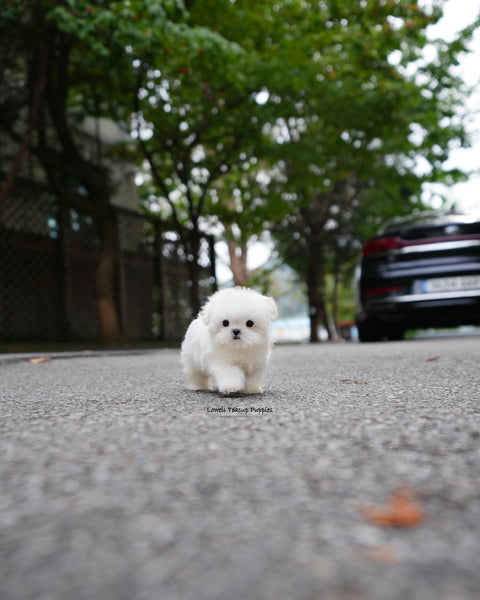 Teacup Maltese Female [Poki]