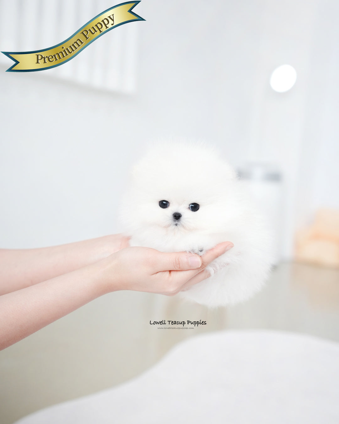 Teacup Pomeranian Male [Marshmallow]