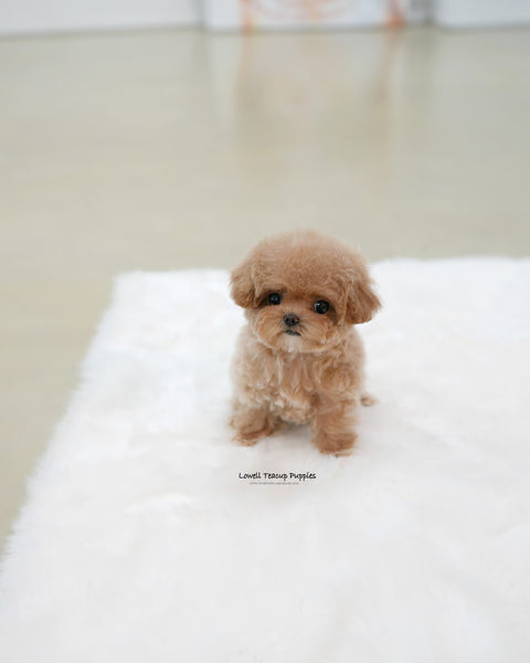 Teacup Poodle Female [Waffle]