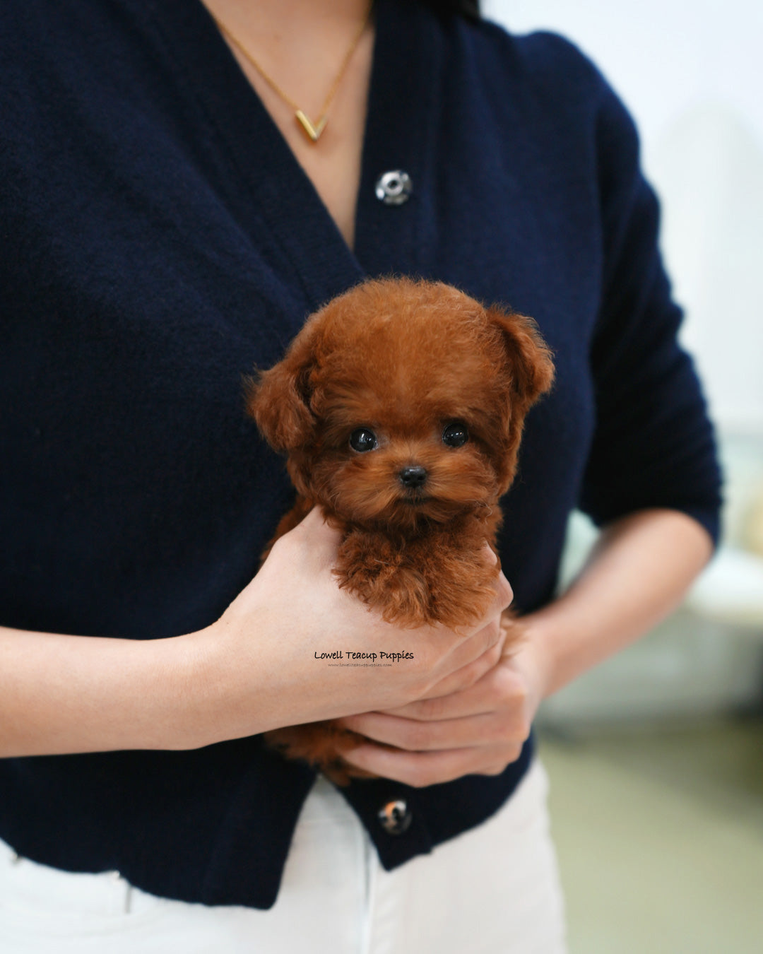 Teacup Poodle Female [Ruby]