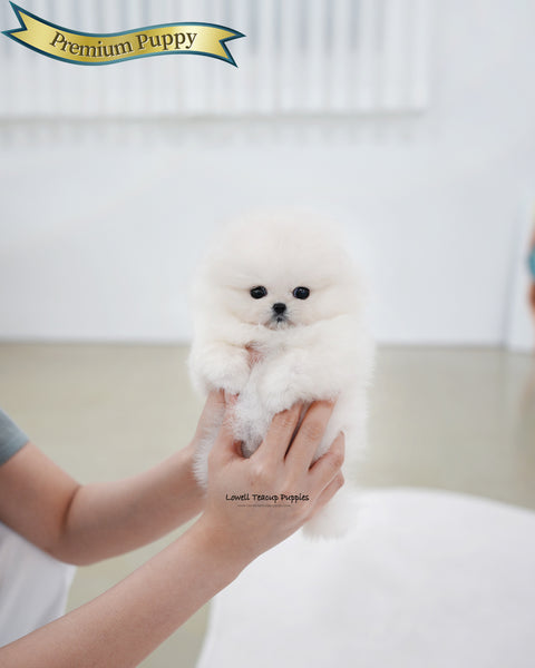 Teacup Pomeranian Female [Kiara]