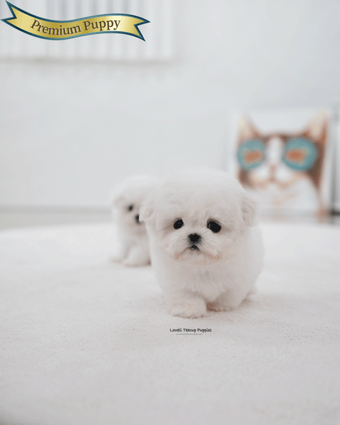 Teacup Bichon Frise Female [May]