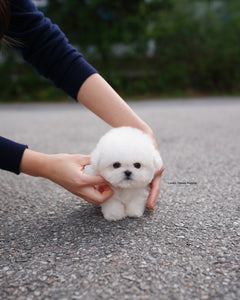 Teacup Bichon Frise Male [Ben]