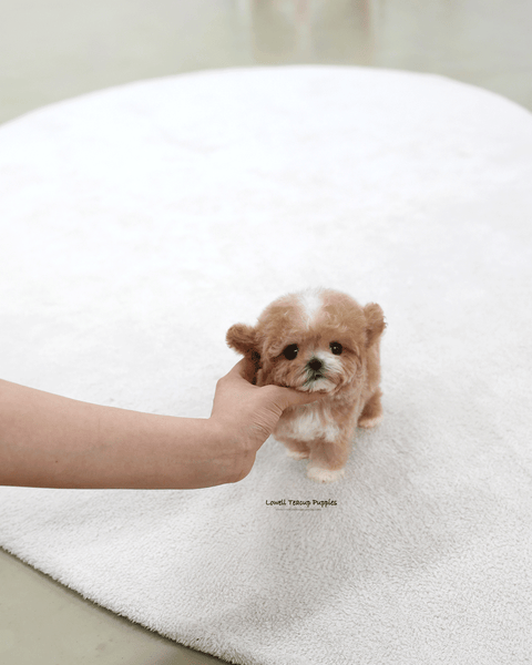 Teacup Poodle Male [Tory]