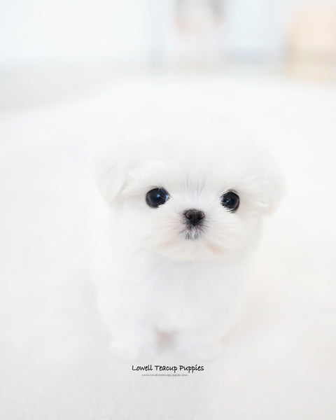 Teacup Maltese Male [Noel]