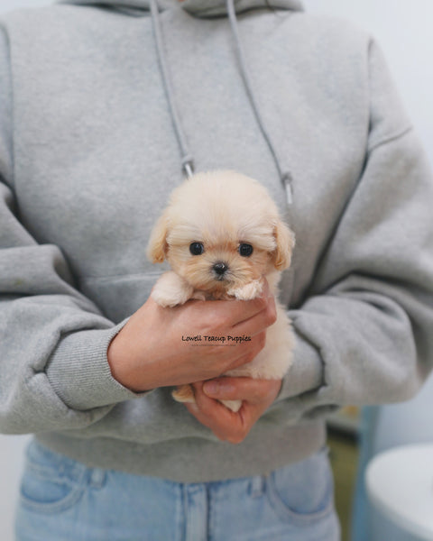 Teacup Maltipoo Female [Avril]