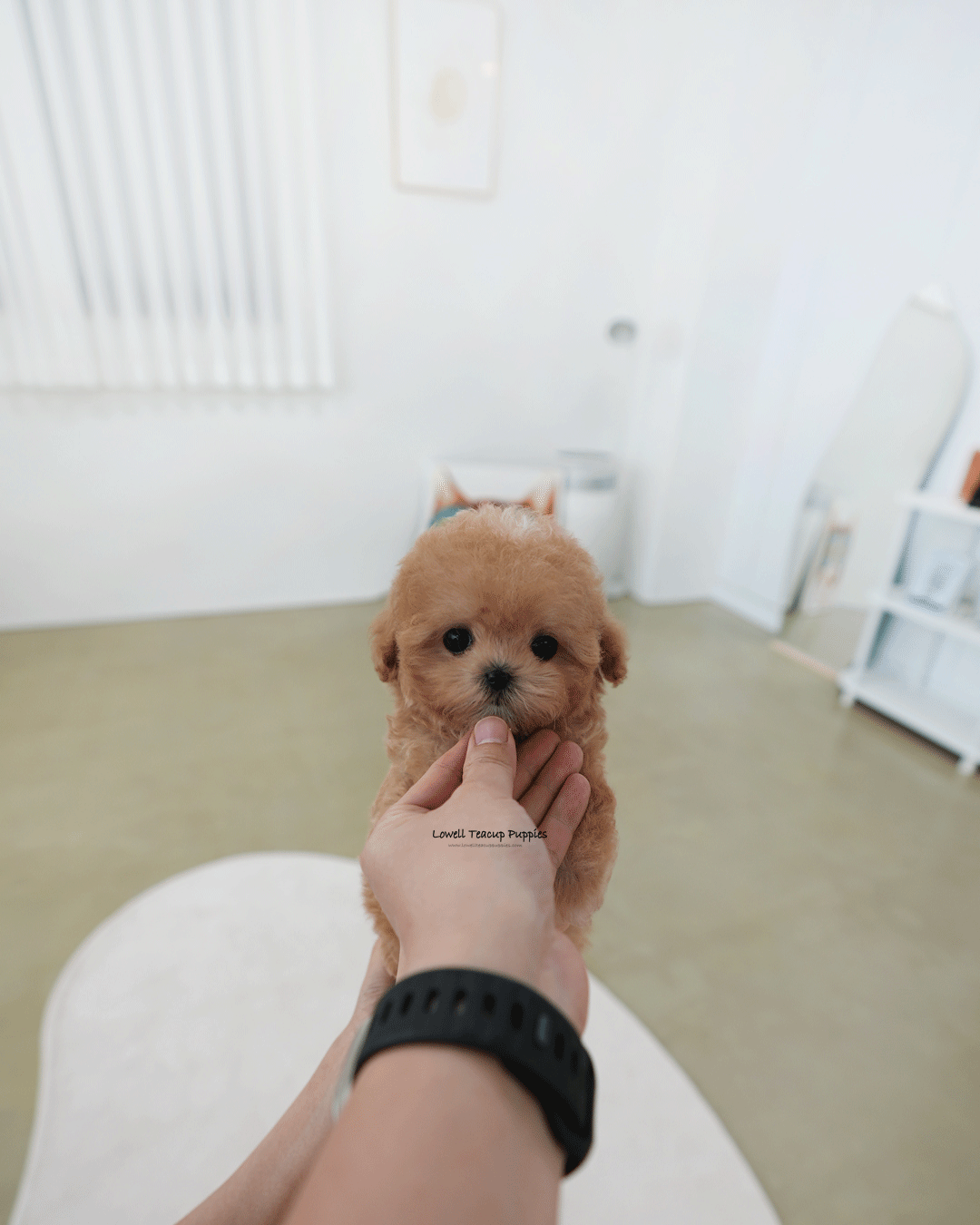 Teacup Maltipoo Male [Holly]