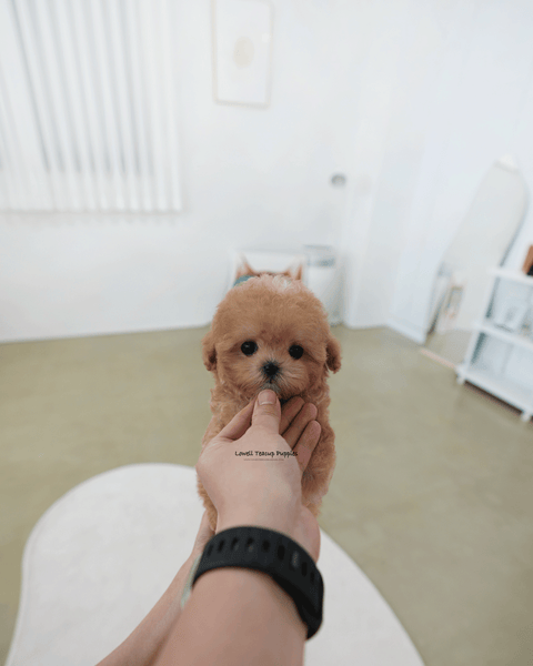 Teacup Maltipoo Male [Holly]