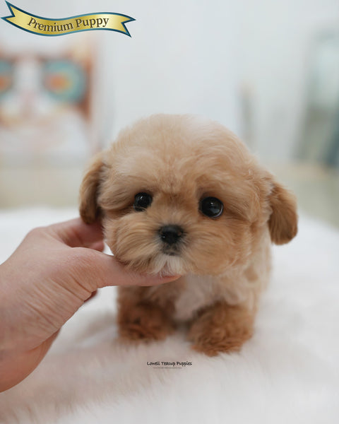 Teacup Maltipoo Male [Isaac]