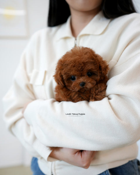 Teacup Poodle Female [Cindy]