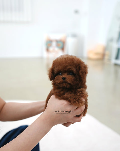 Teacup Poodle Male [Tino]