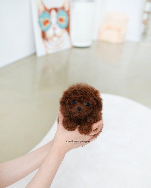 Teacup Poodle Female [Cindy]