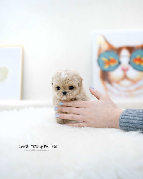 Teacup Maltipoo Male [Ronnie]